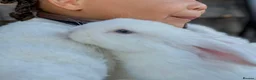 Mini Lop rabbits for sale: Pedigree White Blue Eyed (BEW) - mini lop bunnies - Advert 4
