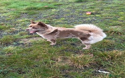 Mixed Breed dogs for sale: Simba rare chocolate Merle chowsky male for sale - Advert 8