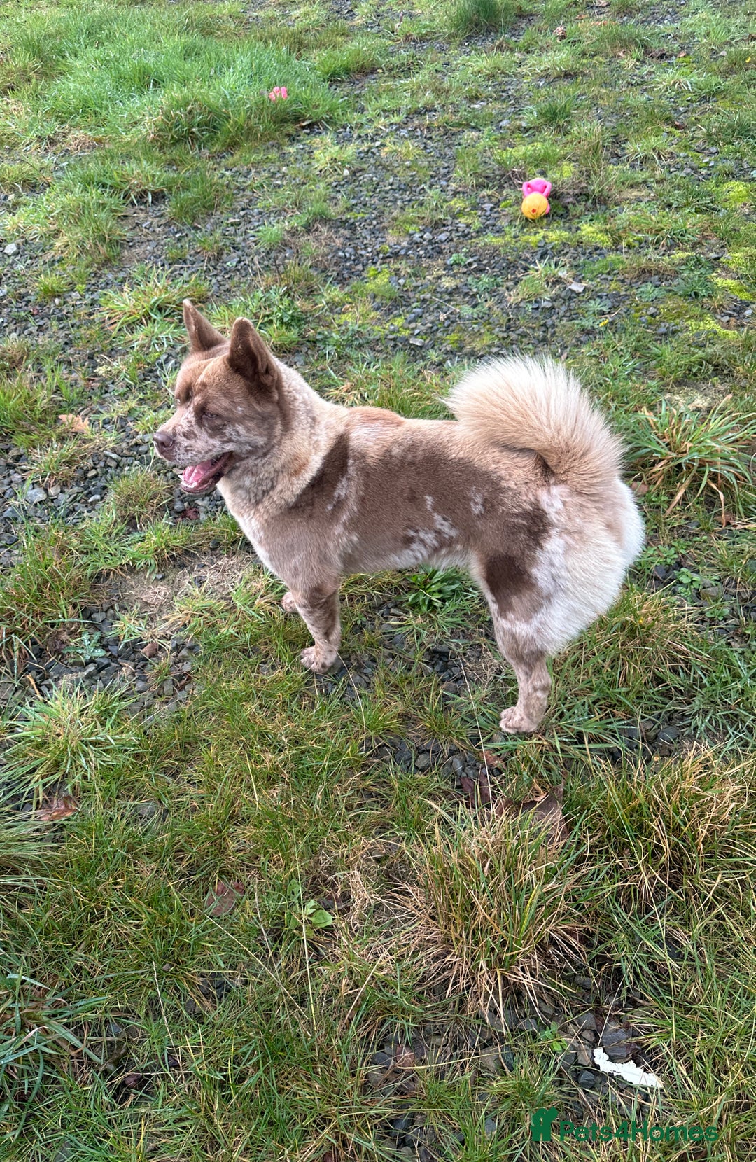 Mixed Breed dogs for sale: Simba rare chocolate Merle chowsky male for sale - Advert 8