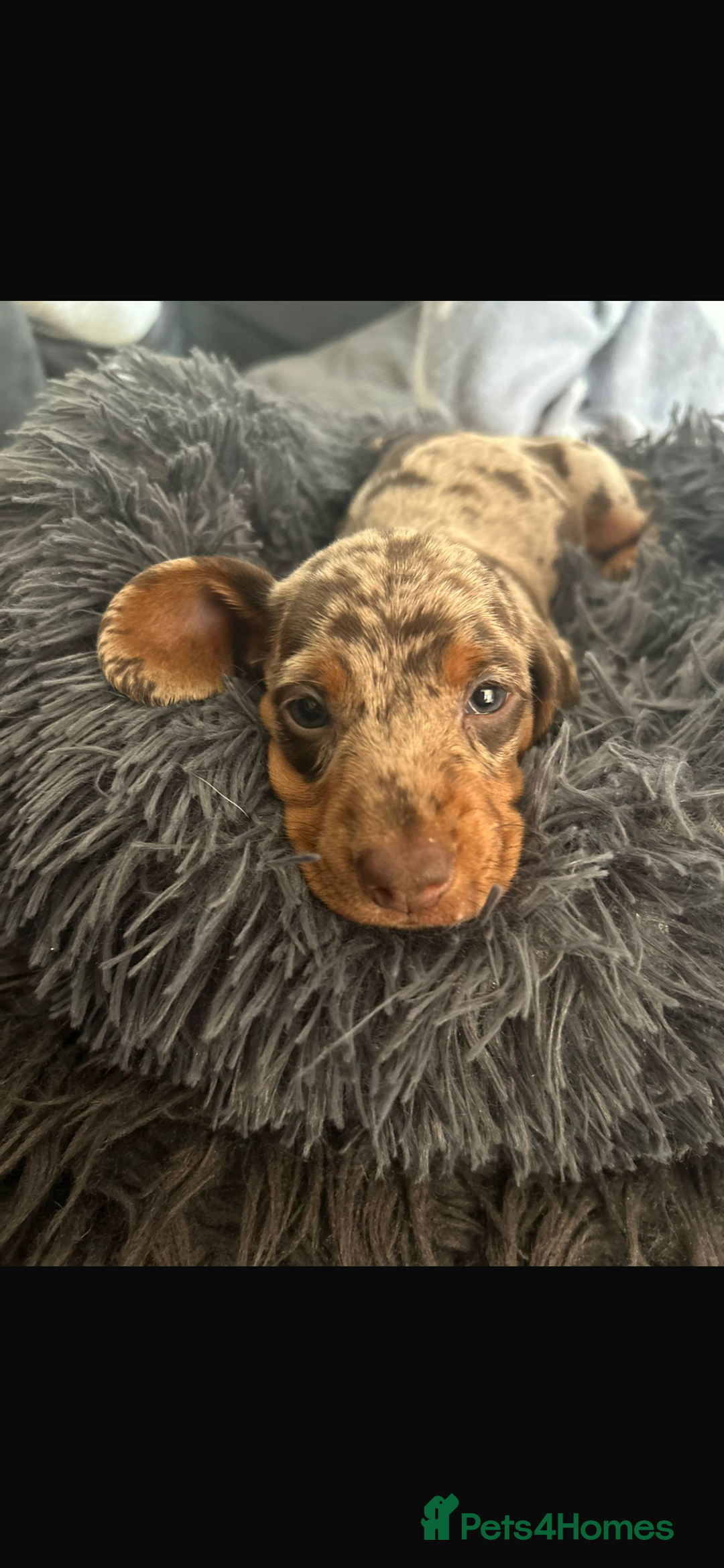 Miniature Dachshund dogs for sale: Miniature dachshunds  - Image 11