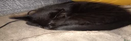 Mixed Breed cats for sale: 5 adorable boy kittens - Advert 7