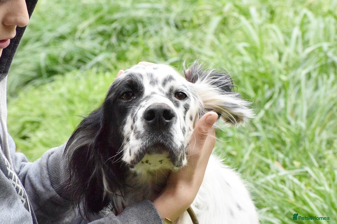 English Setter dogs for adoption: Guay  - Image 7