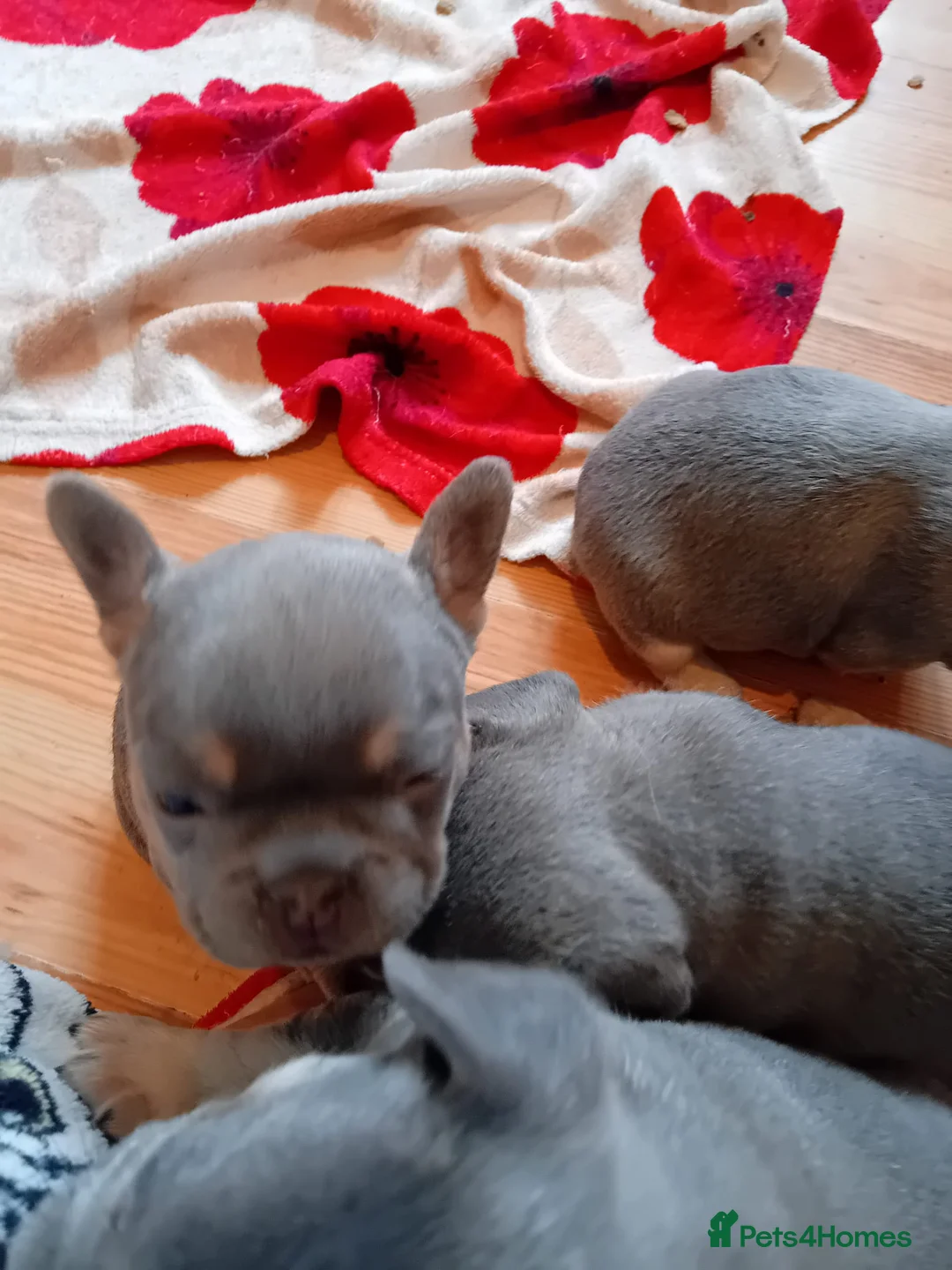 French Bulldog dogs for stud: Lilac and tan carrying cream, testable & fluffy in Motherwell - Advert 11