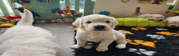Golden Retriever dogs for sale: Outstanding Kc registered Golden Retriever puppies - Advert 15