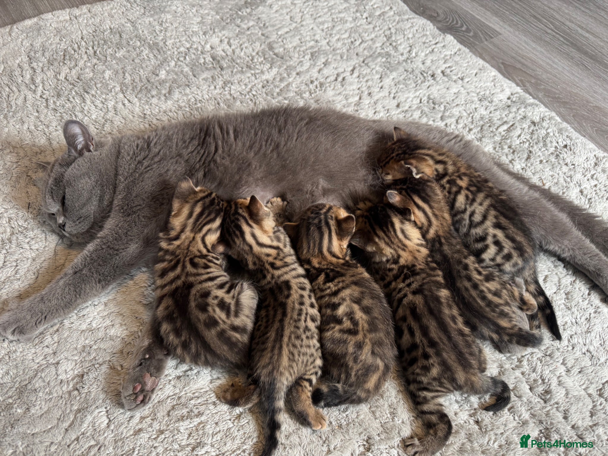 Mixed Breed cats British shorthair/bengal both mum&dad can be seen - Advert 7