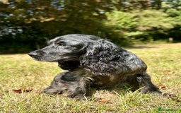 Sprocker dogs for sale: Sprocker spaniel puppies  - Image 5