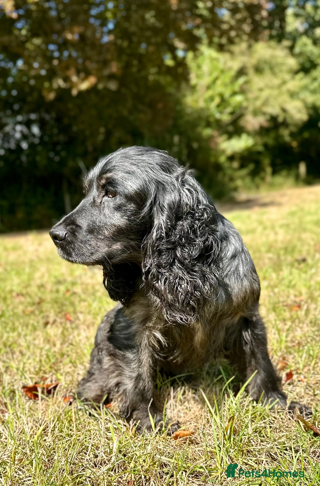 Sprocker dogs for sale: Sprocker spaniel puppies  - Image 5