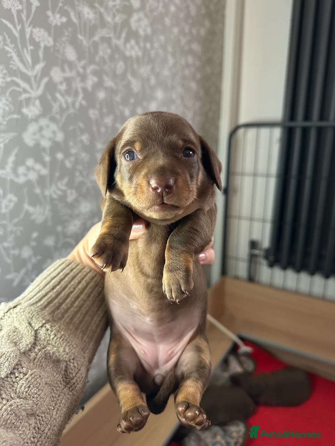 Miniature Dachshund dogs for sale: 3 beautiful miniature dachshund girls.  - Advert 2