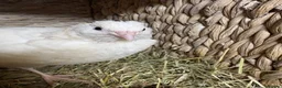 Quail poultry for sale: MALE QUAIL FOR SALE in Newtownards - Advert 16