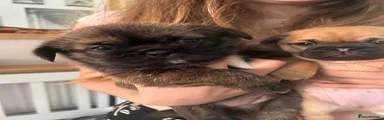 Jug 2