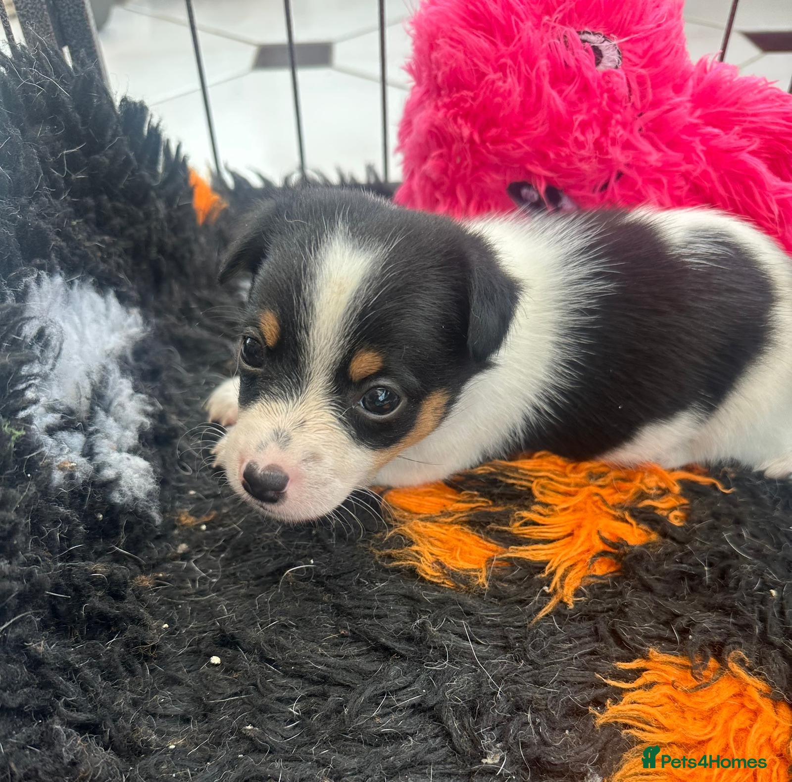 Jack Russell dogs for sale: Traditional Mini Jack Russells in Spilsby - Advert 1