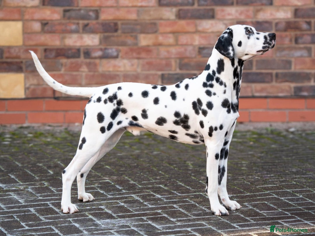 Dalmatian dogs for sale: Beautiful KC Registered Dalmatian Litter - Image 14