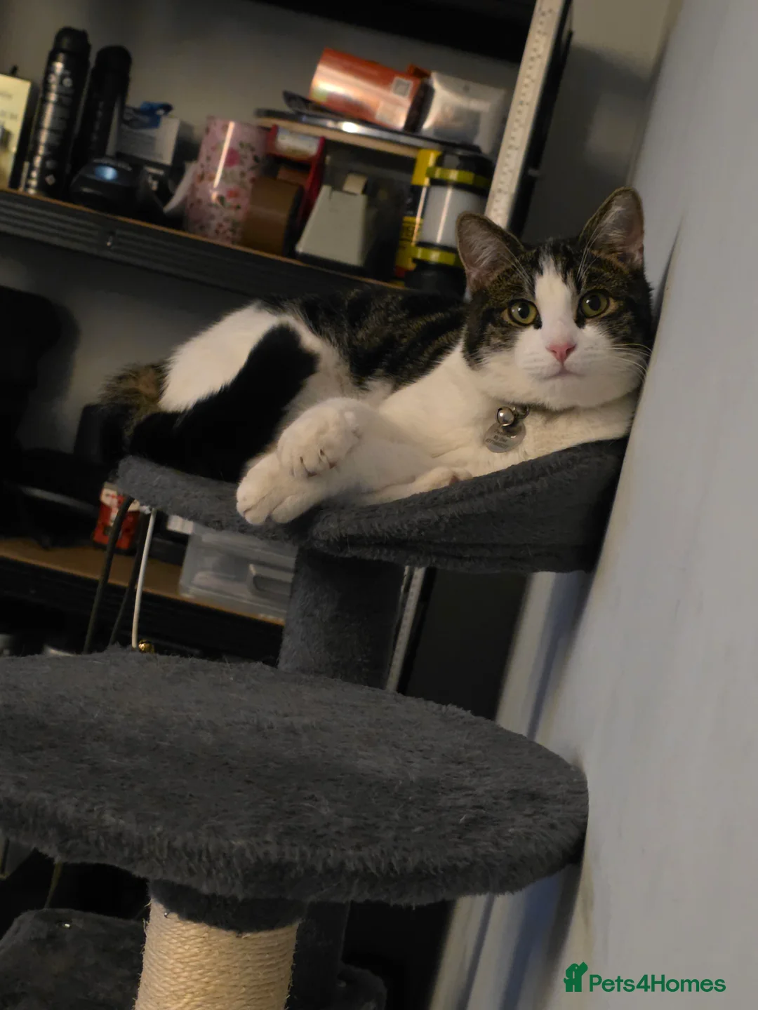 Domestic Shorthair cats for sale: 8 Month Old fun loving shorthair plus extras - Advert 2