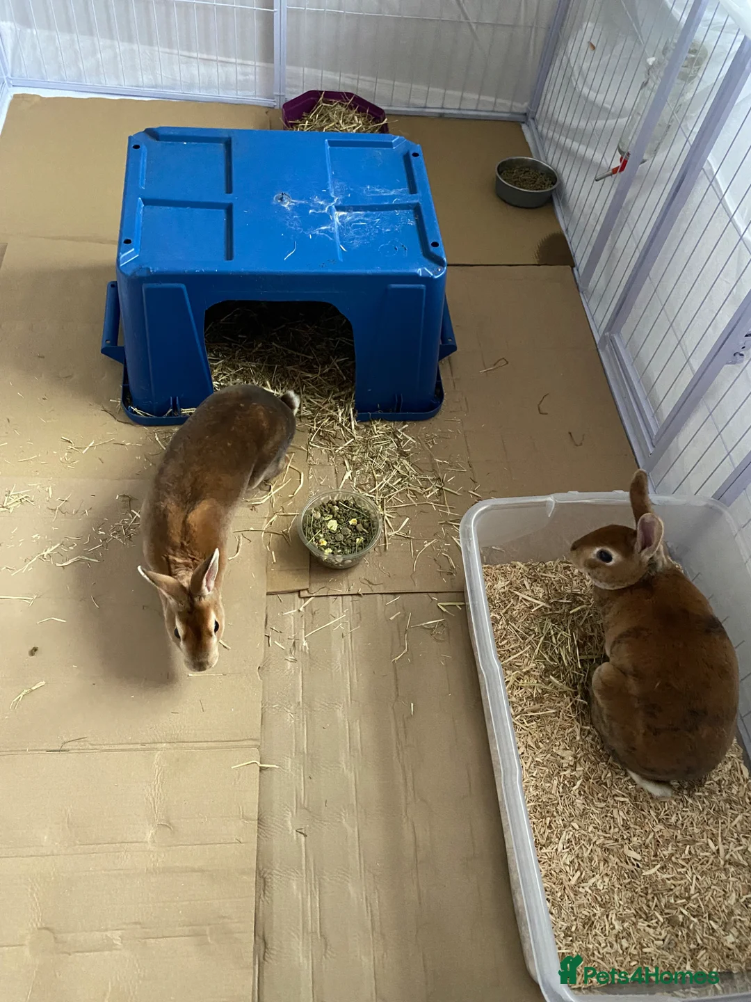 Rex rabbits for sale: Bonded Red Rex doe’s for sale  in Holywell - Advert 6