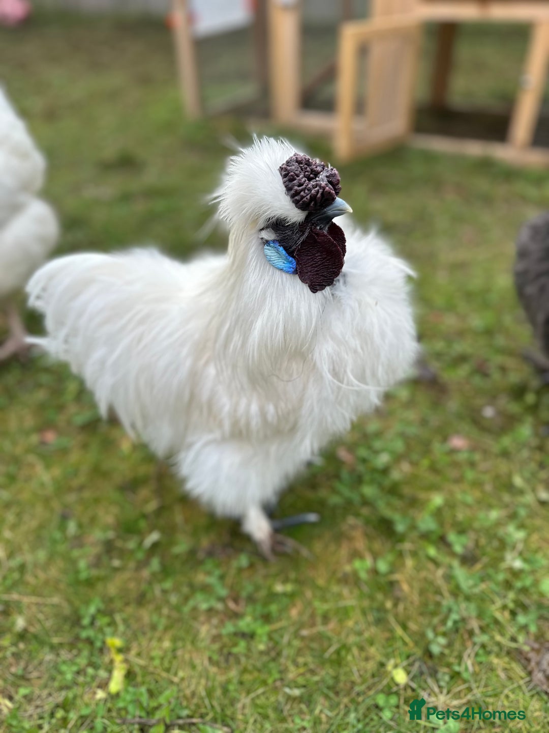 Chickens poultry for sale: Silkie Roosters  - Advert 3