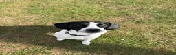 Mixed Breed dogs for sale: Dobby - Advert 4