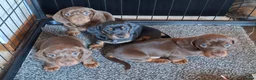 Miniature Dachshund dogs for sale: Miniature dachshund pups - Advert 2
