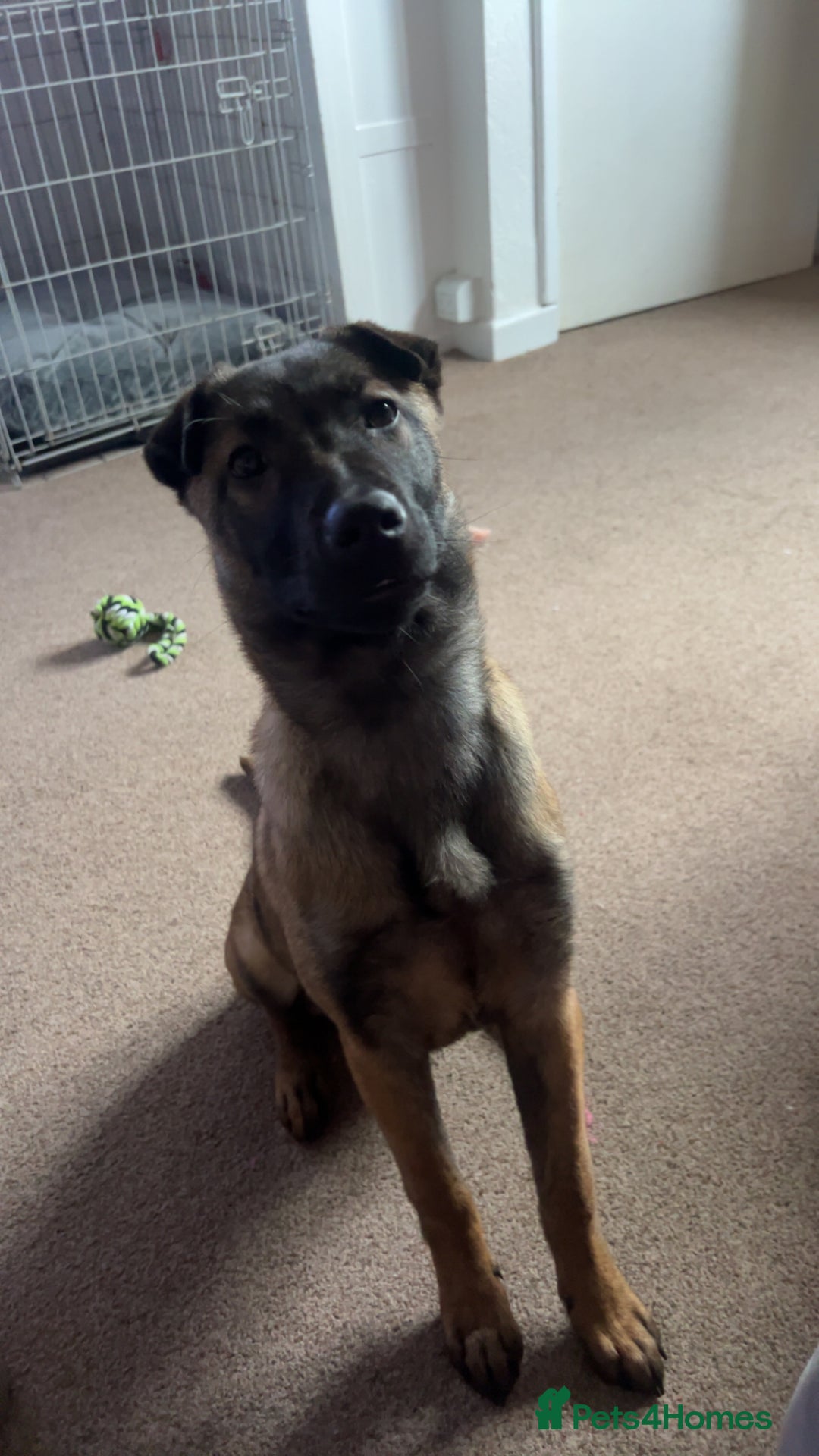 Mixed Breed dogs for sale: Luna Belgian malinois mix - Advert 2