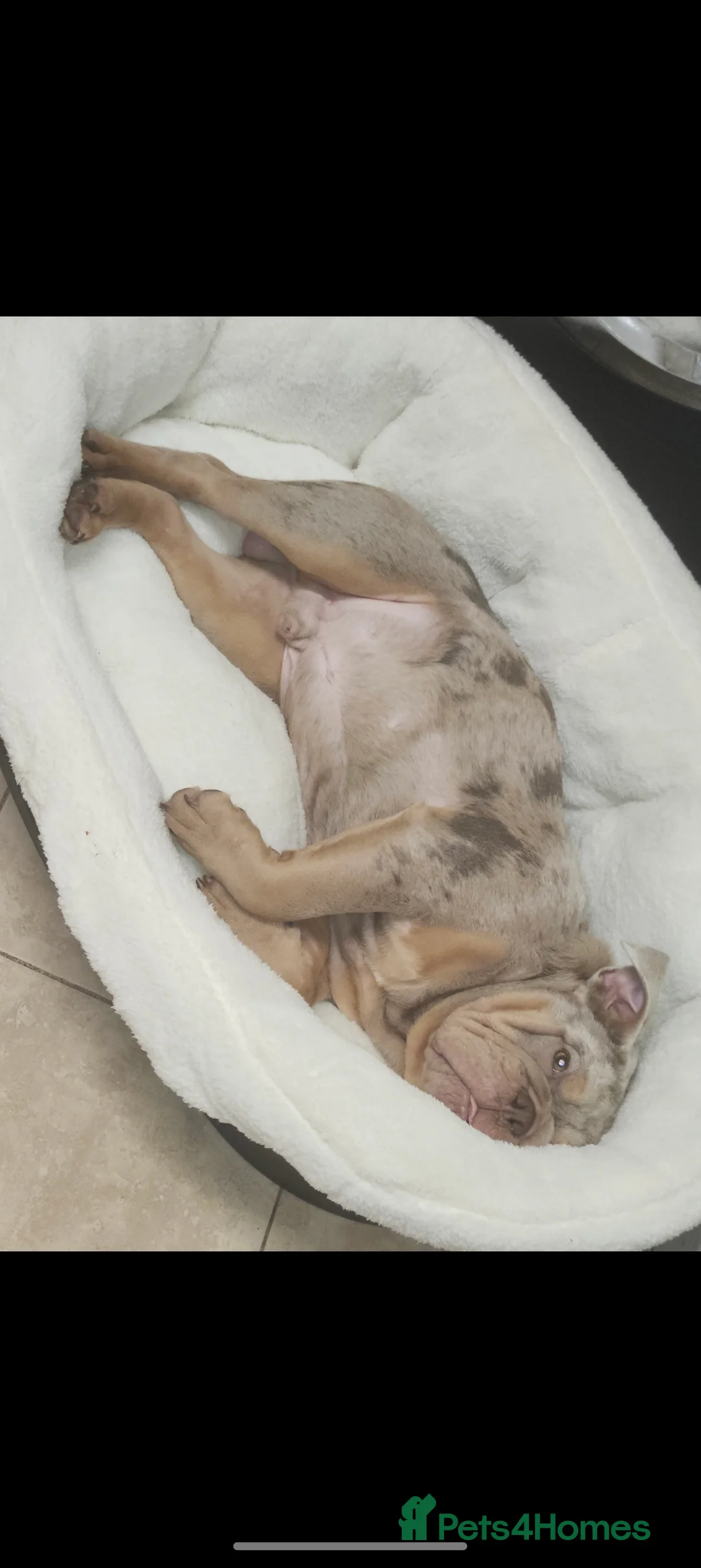 English Bulldog dogs for sale: English bulldog - Advert 4