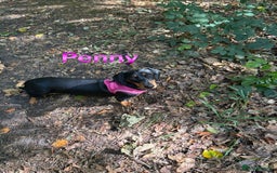 Miniature Dachshund dogs for sale: Heart breaking sale two Beloved female dachshunds  - Image 3