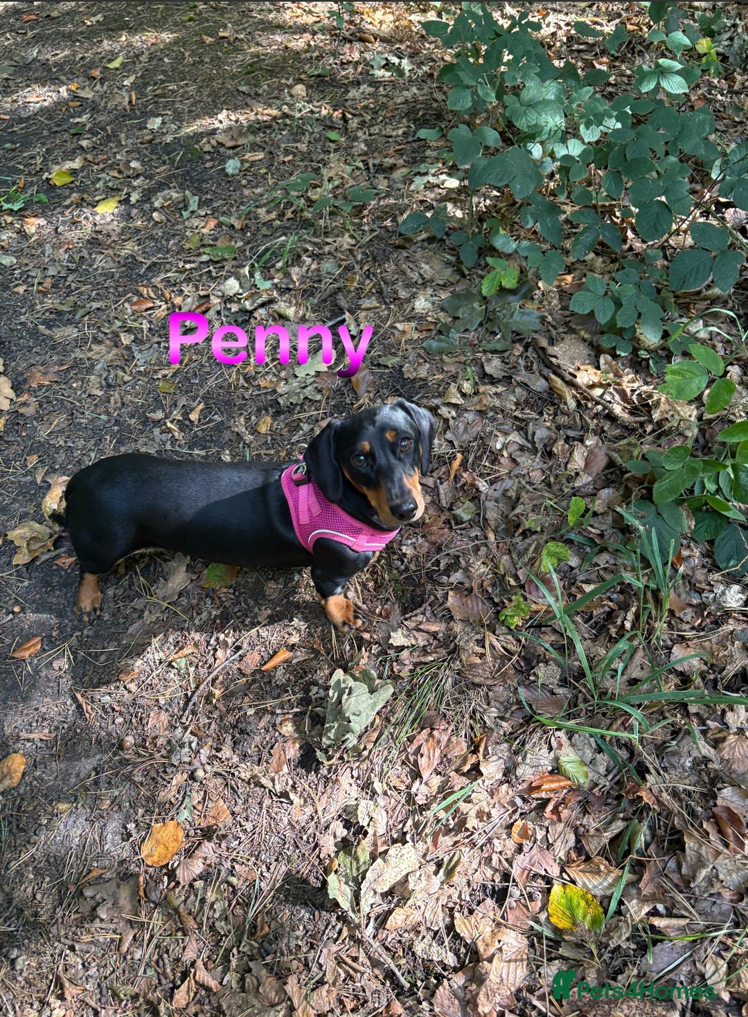 Miniature Dachshund dogs for sale: Heart breaking sale two Beloved female dachshunds  - Image 3