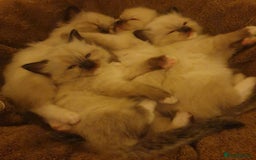 Ragdoll cats for sale: 4 beautiful ragdoll kittens for sale - Oxford - Image 16