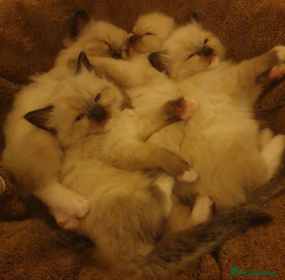 Ragdoll cats for sale: 4 beautiful ragdoll kittens for sale - Oxford - Image 16