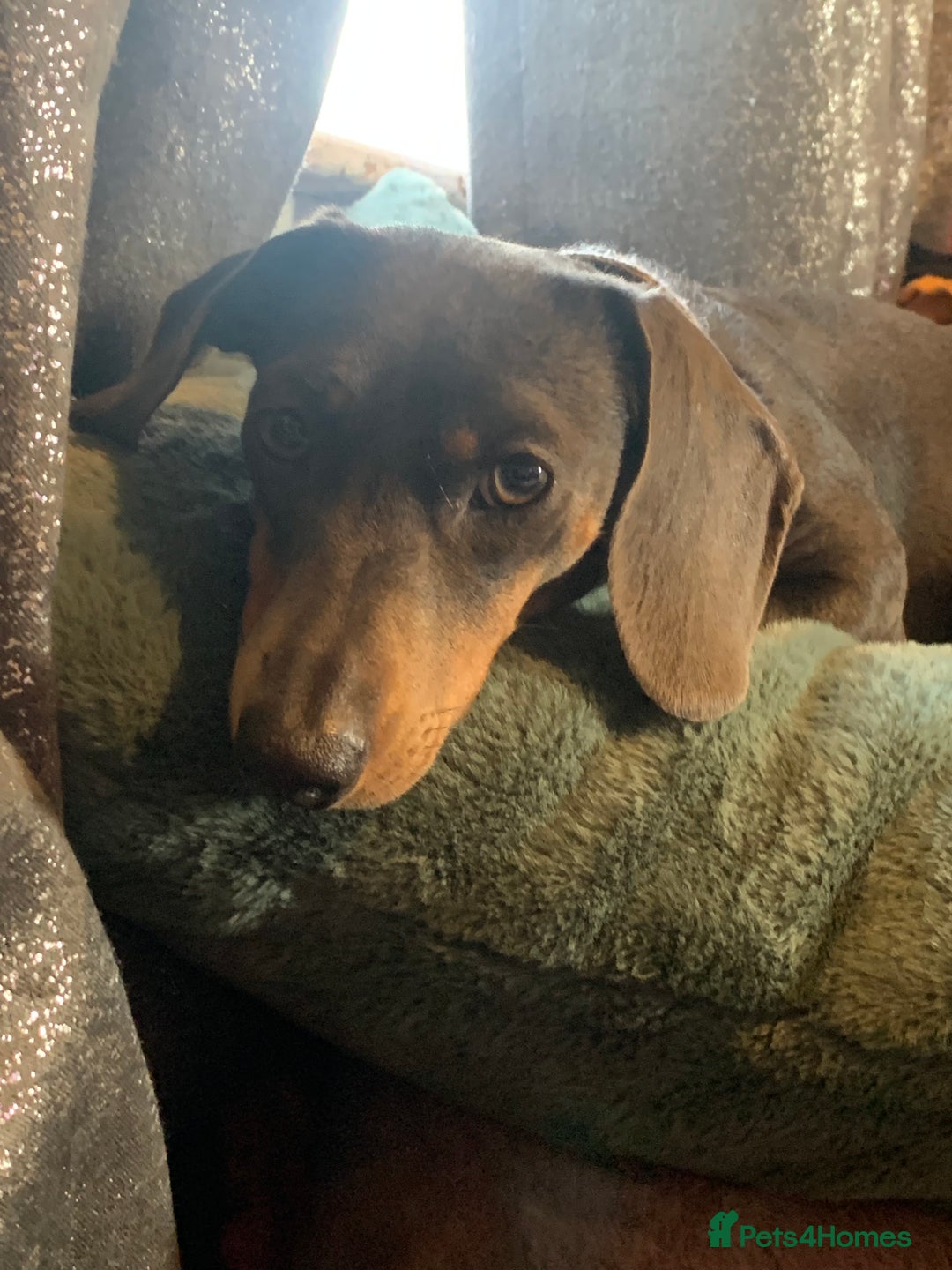 Miniature Dachshund dogs for sale: Miniature dachshund - Image 2