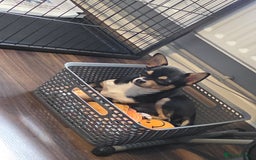 Chihuahua dogs for sale: LAST ONE Chihuahuas for sale BOY  - Image 5