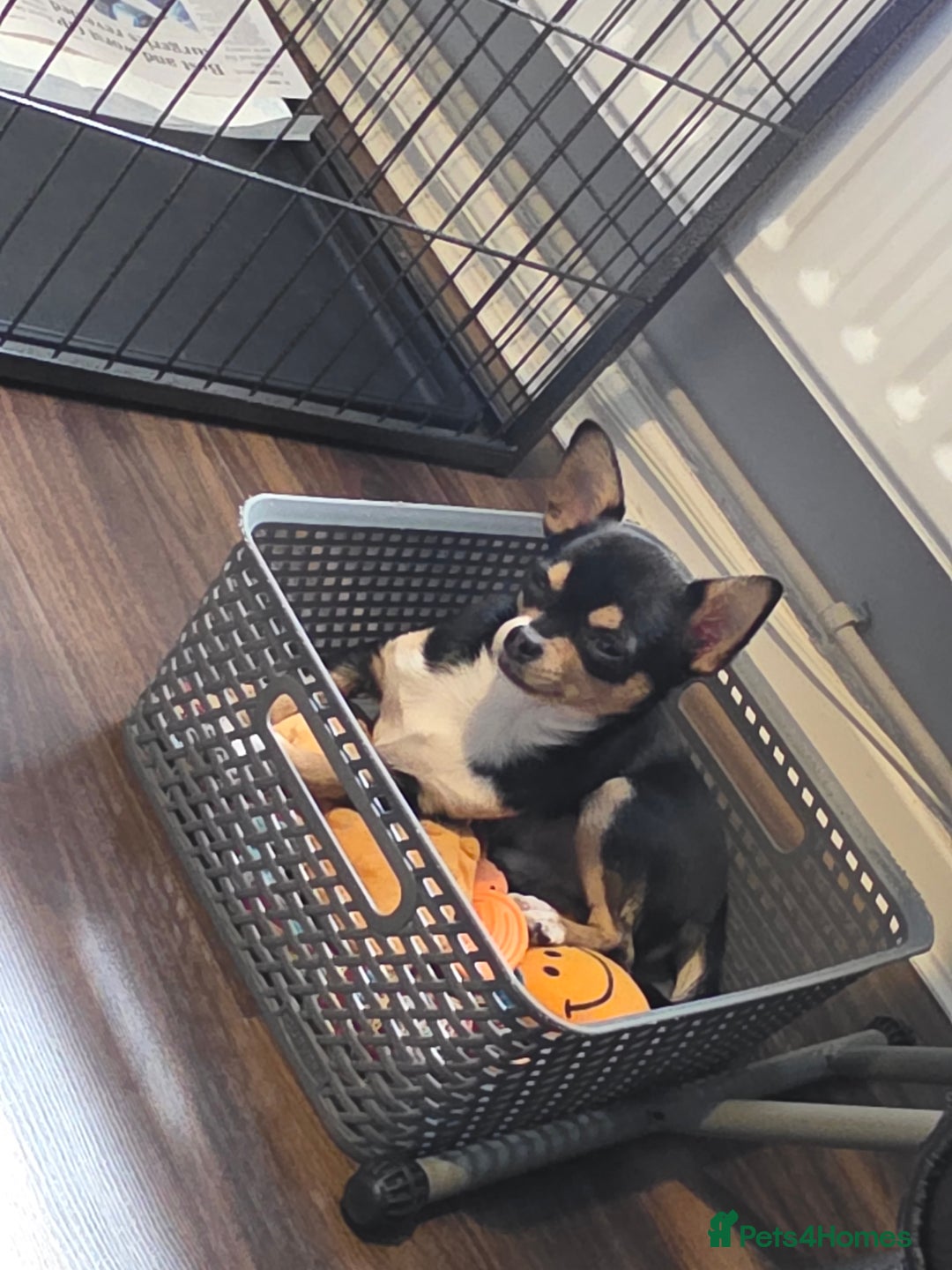 Chihuahua dogs for sale: LAST ONE Chihuahuas for sale BOY  - Image 5