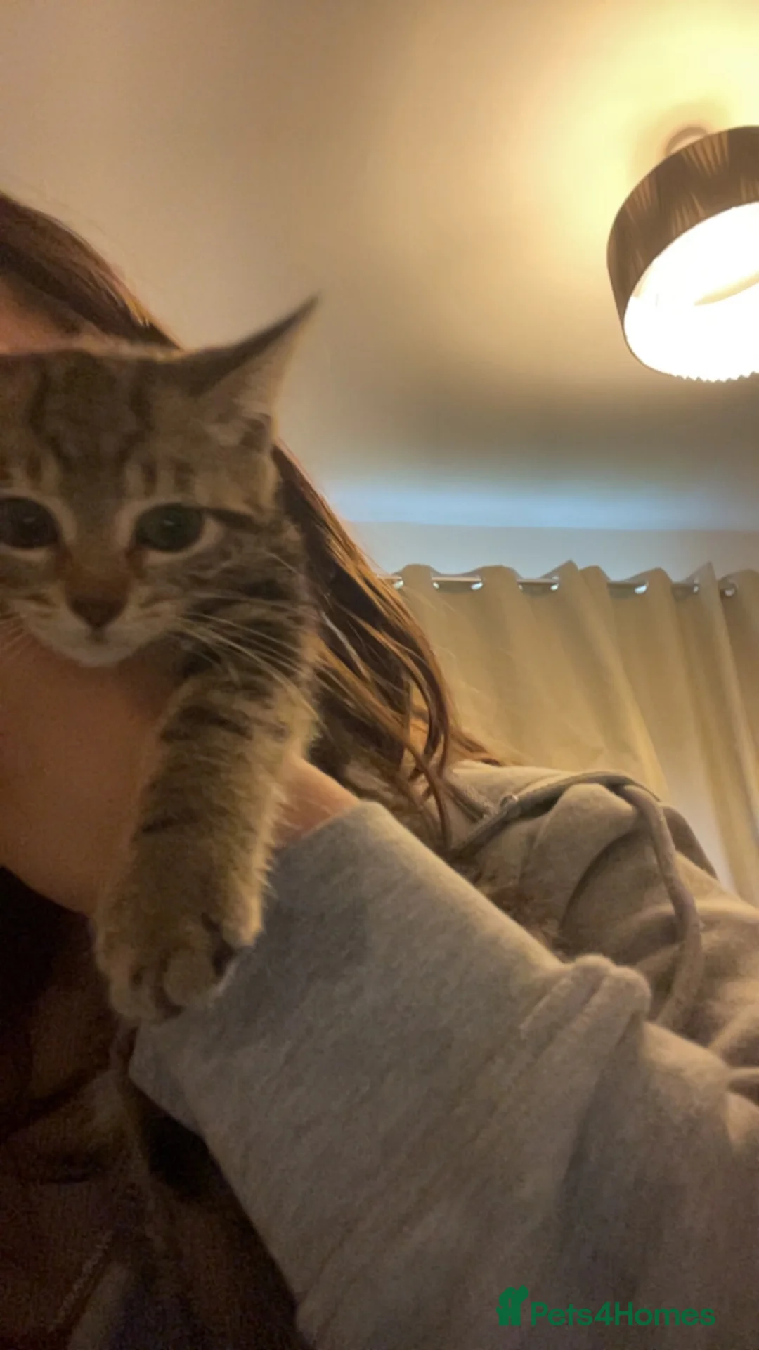 Mixed Breed cats for sale: Female kittens  - Advert 4