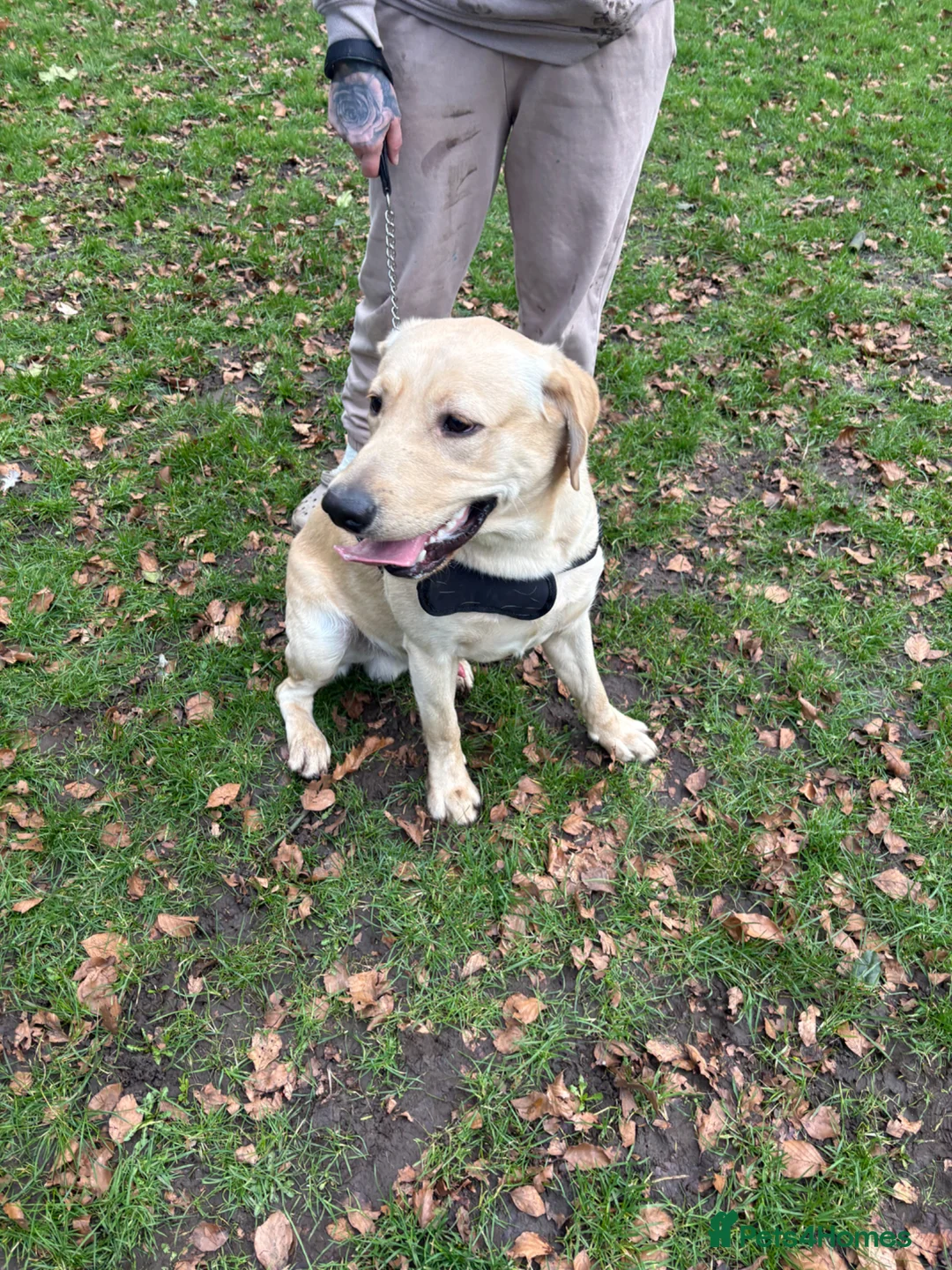 Labrador Retriever dogs for sale: Rory  in Bridlington - Advert 1