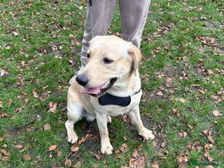 Labrador Retriever dogs Rory - Advert 8