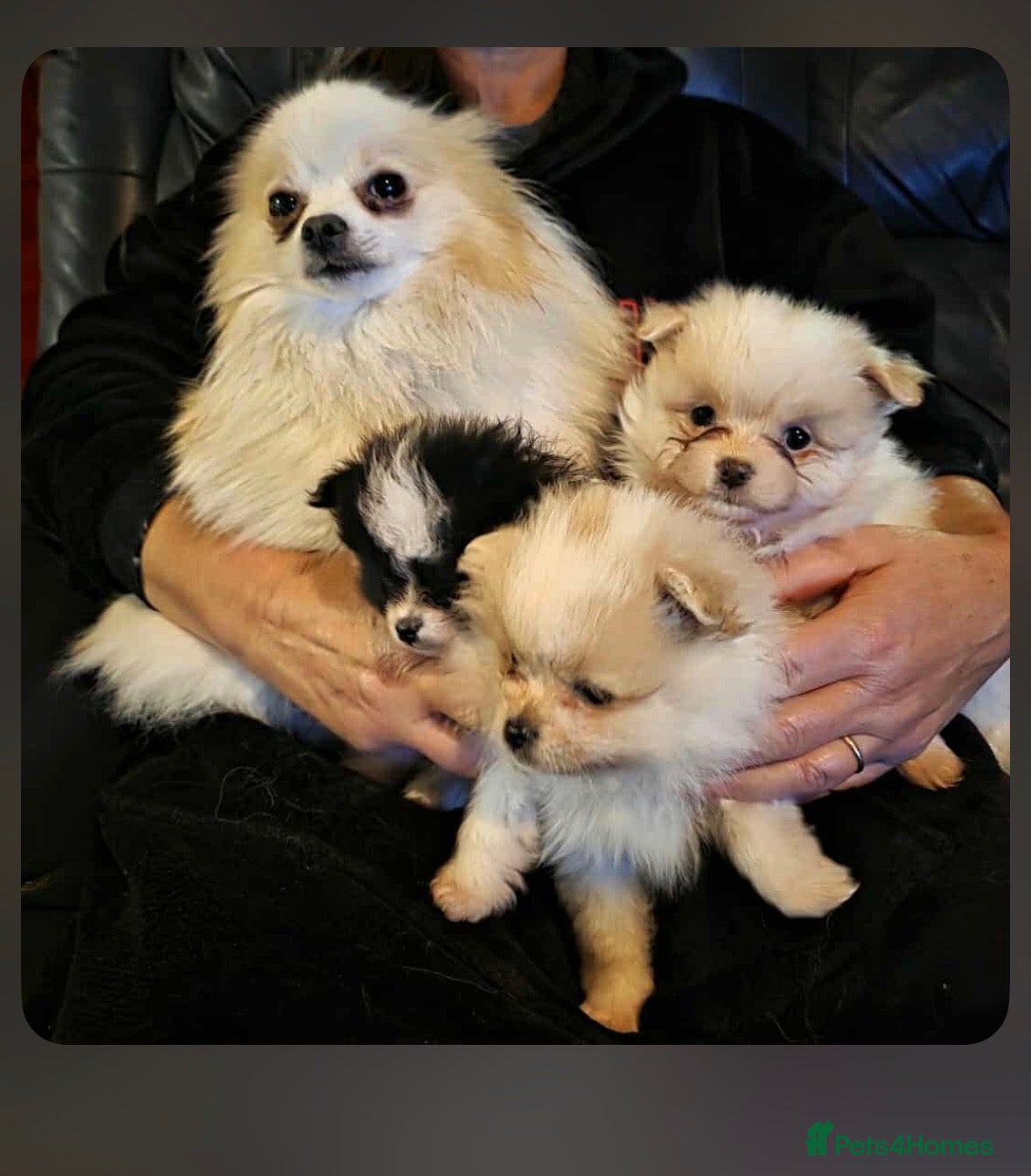 Pomeranian dogs Beautiful Pomeranian puppy for sale - Advert 10