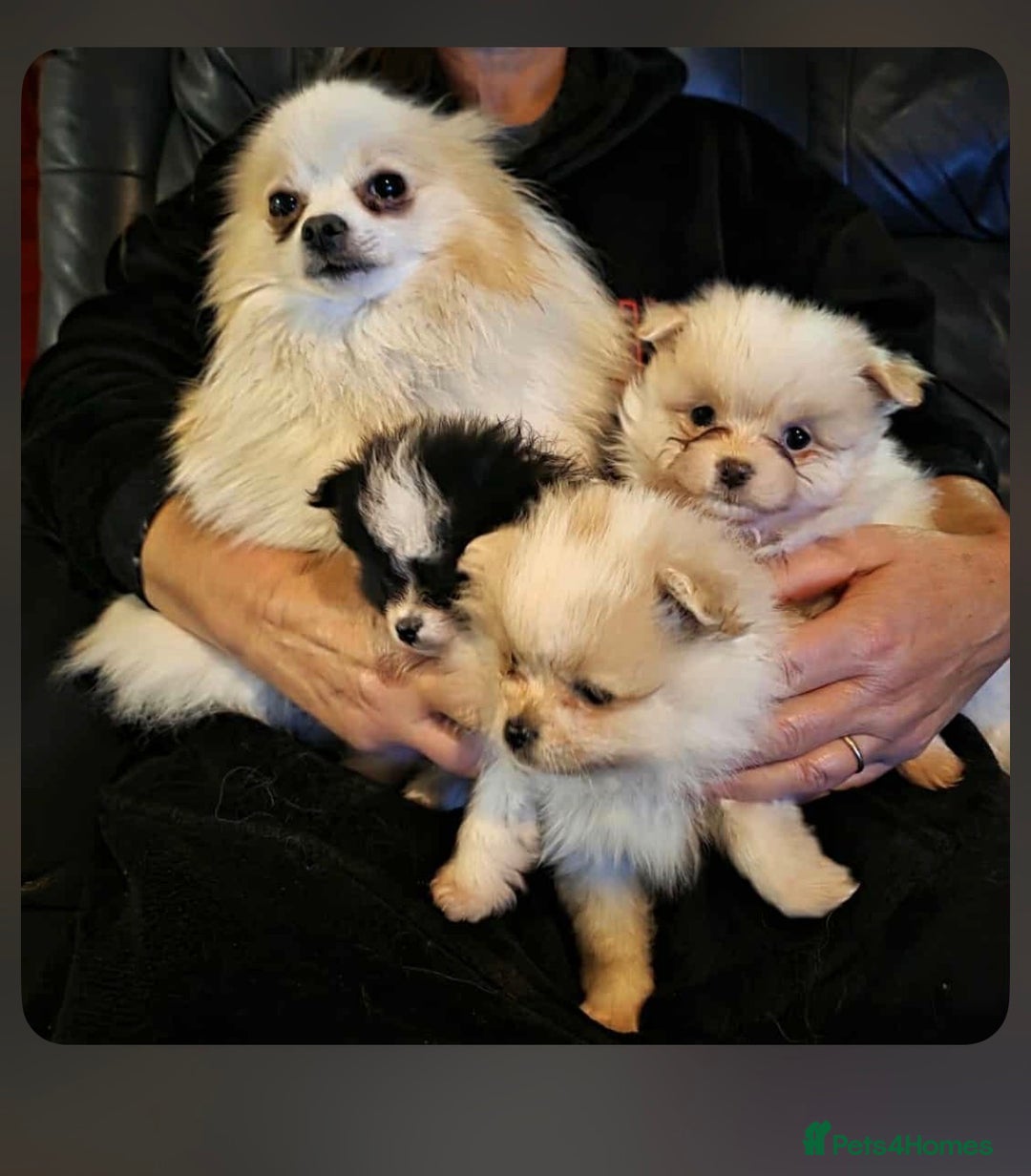 Pomeranian dogs for sale: Beautiful Pomeranian puppy for sale - Advert 1