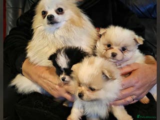 Pomeranian dogs Beautiful Pomeranian puppy for sale - Advert 3