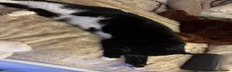 Mixed Breed cats for sale: URGENT - Sweet tuxedo male for sale in London - Advert 2