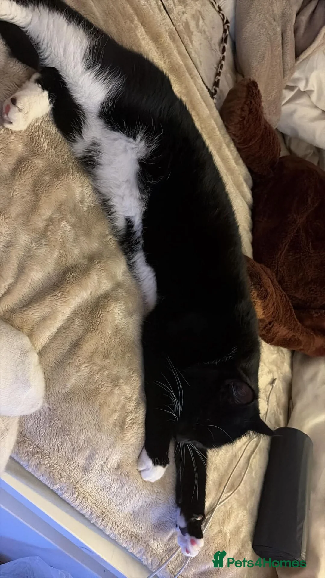 Mixed Breed cats for sale: URGENT - Sweet tuxedo male for sale in London - Advert 2