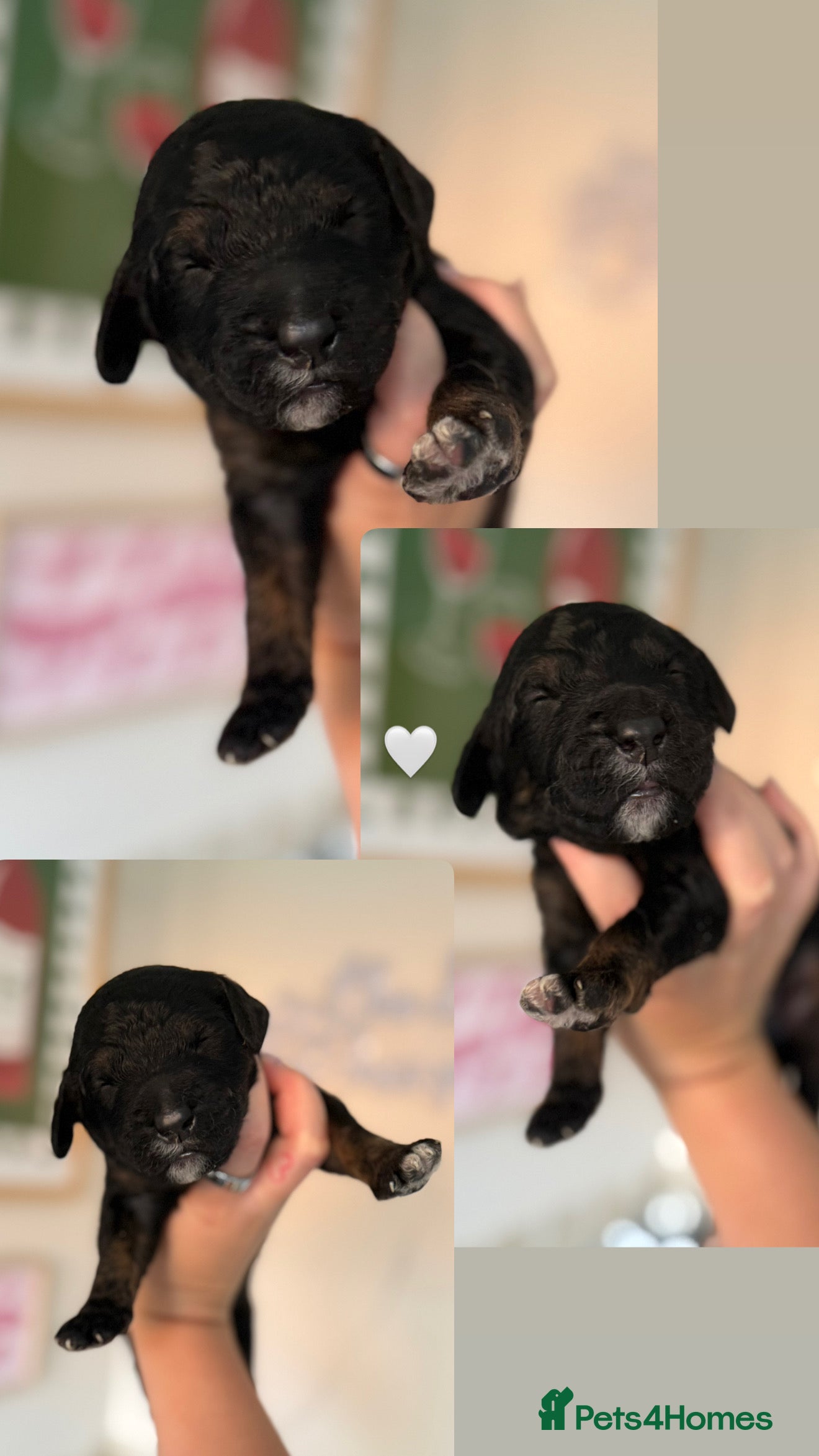 Mini Goldendoodle dogs F1b Mini Goldendoodle Puppies. Ready to Reserve 🤍 - Advert 2