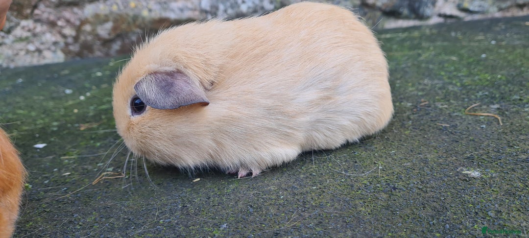 Guinea Pig rodents for sale: Californian male guinea pigs  - Advert 4