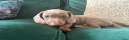 Miniature Dachshund dogs for sale: Two beautiful KC registered puppies  in Hull - Advert 15