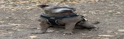 Staffordshire Bull Terrier dogs for stud: 🐾 STAFFORDSHIRE BULL TERRIER AVAILABLE FOR STUD  in Paignton - Advert 1