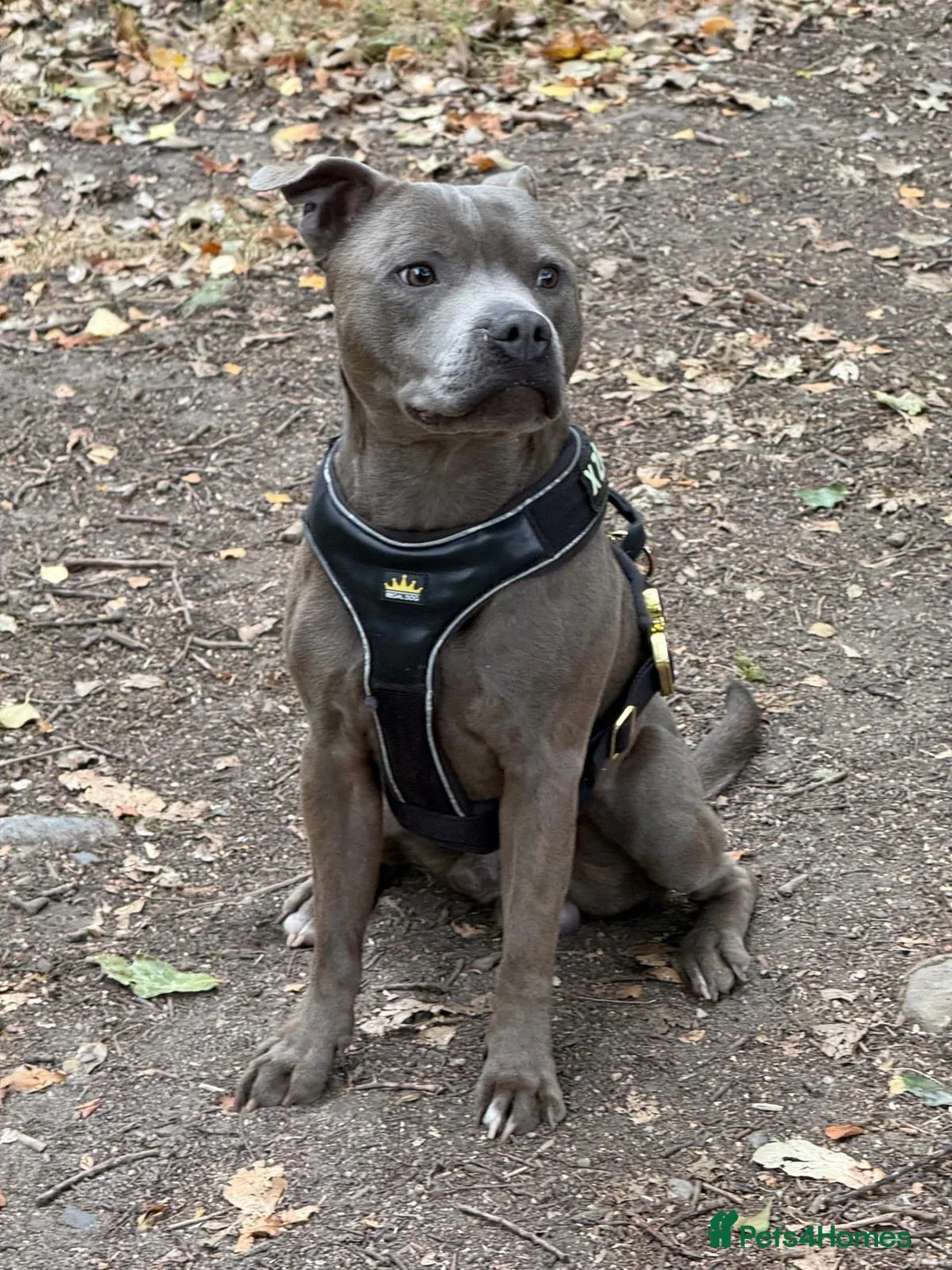 Staffordshire Bull Terrier dogs for stud: 🐾 STAFFORDSHIRE BULL TERRIER AVAILABLE FOR STUD  in Paignton - Advert 1
