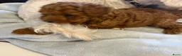 Maltipoo dogs for sale: 🐾 Absolutely Beautiful F1b Maltipoo Puppies  - Advert 7