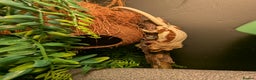 Gecko reptiles for sale: Red lilly white and tricolour crested gecko - Advert 2