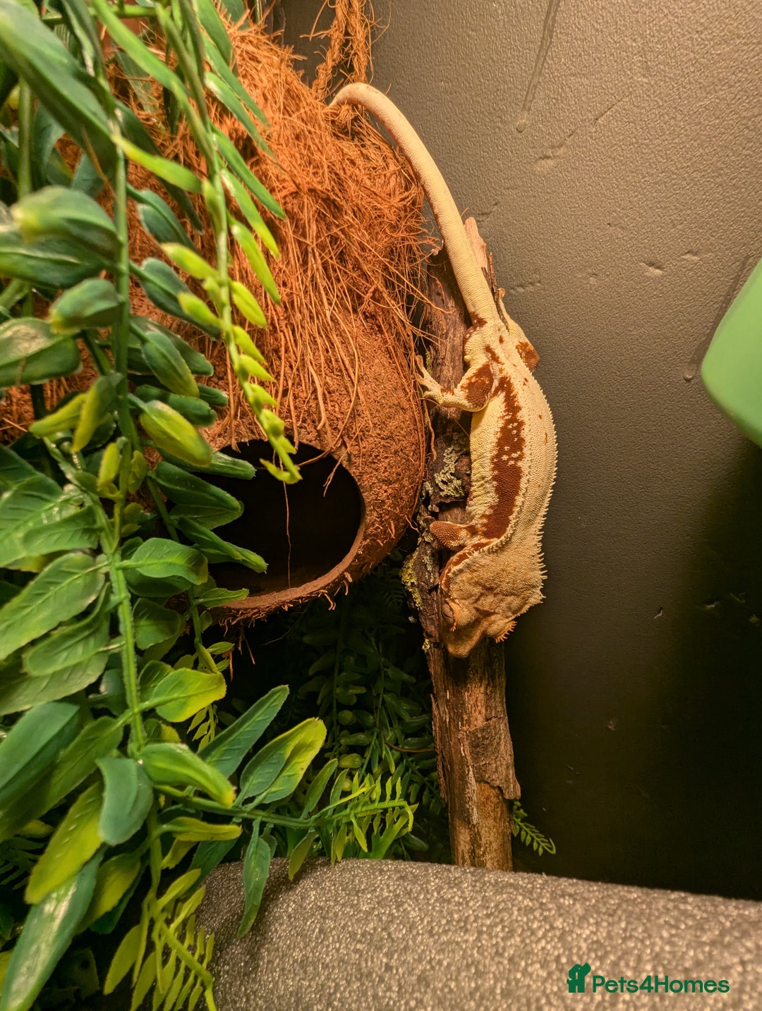 Gecko reptiles for sale: Red lilly white and tricolour crested gecko - Advert 2