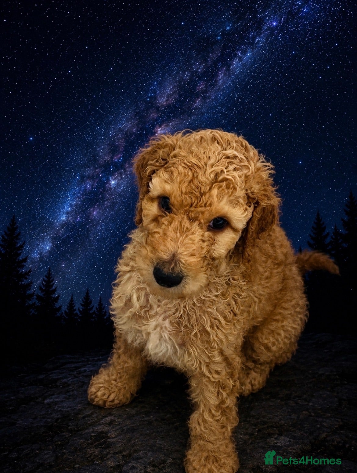 Standard Poodle dogs Stunning litter standard poodles  - Advert 5