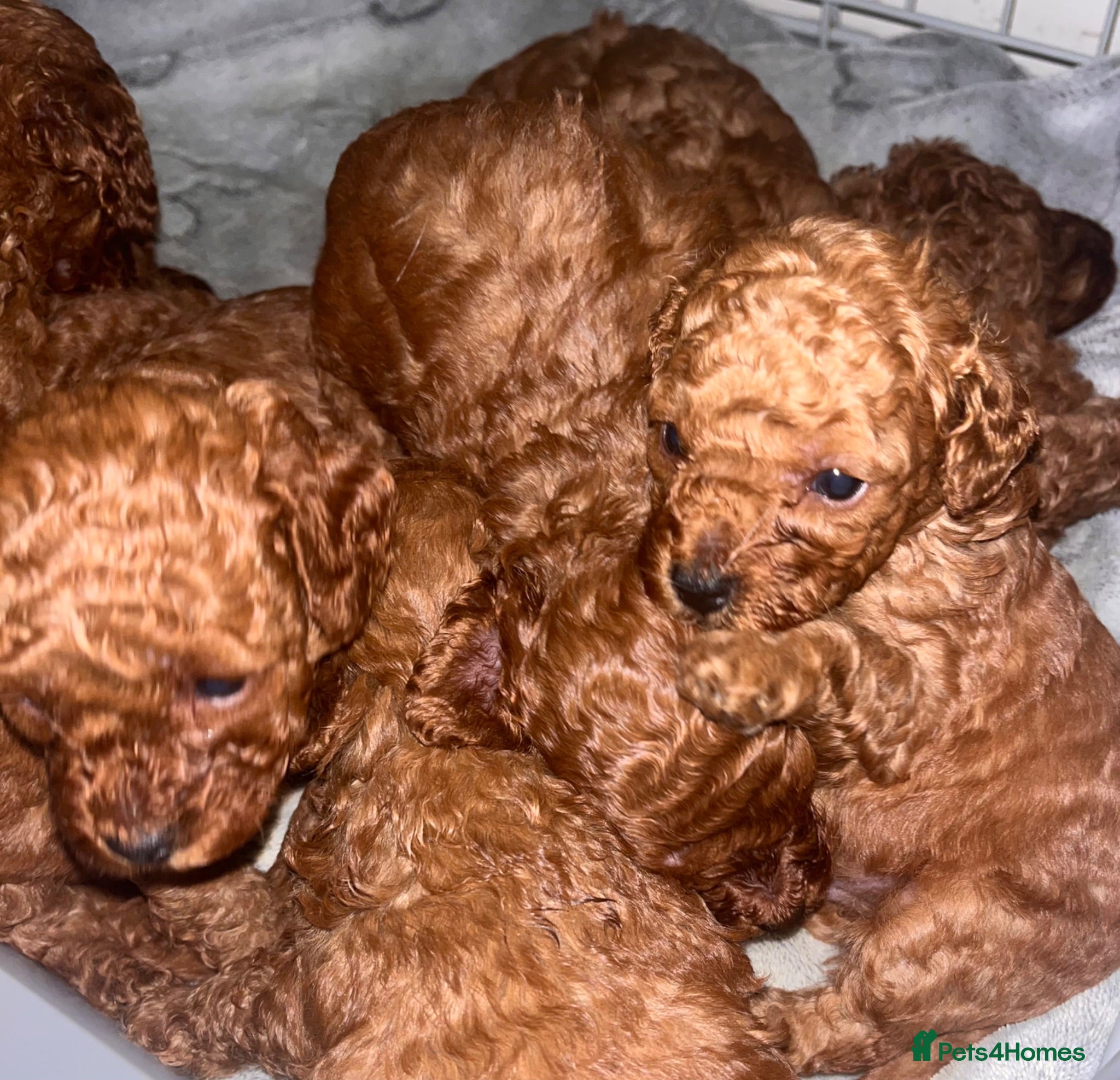 Cavapoo dogs Beautiful deep red Cavapoo puppies  - Advert 1