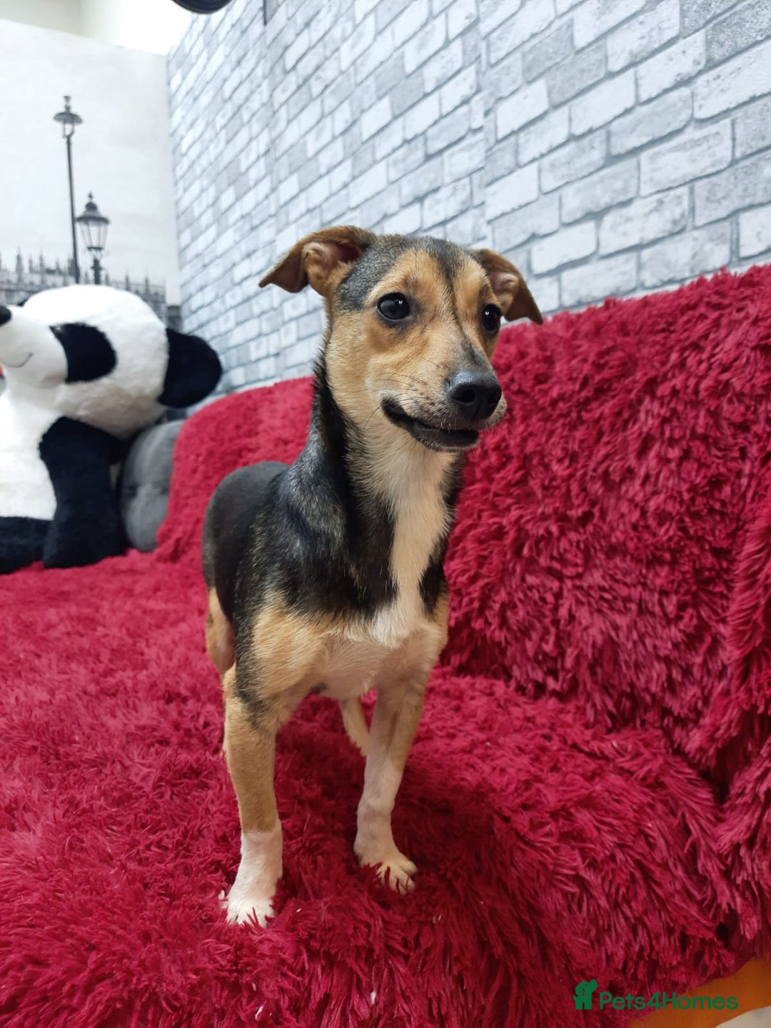 Mixed Breed dogs for adoption: 💖🐶 ADELE 🐶💖 - Image 7