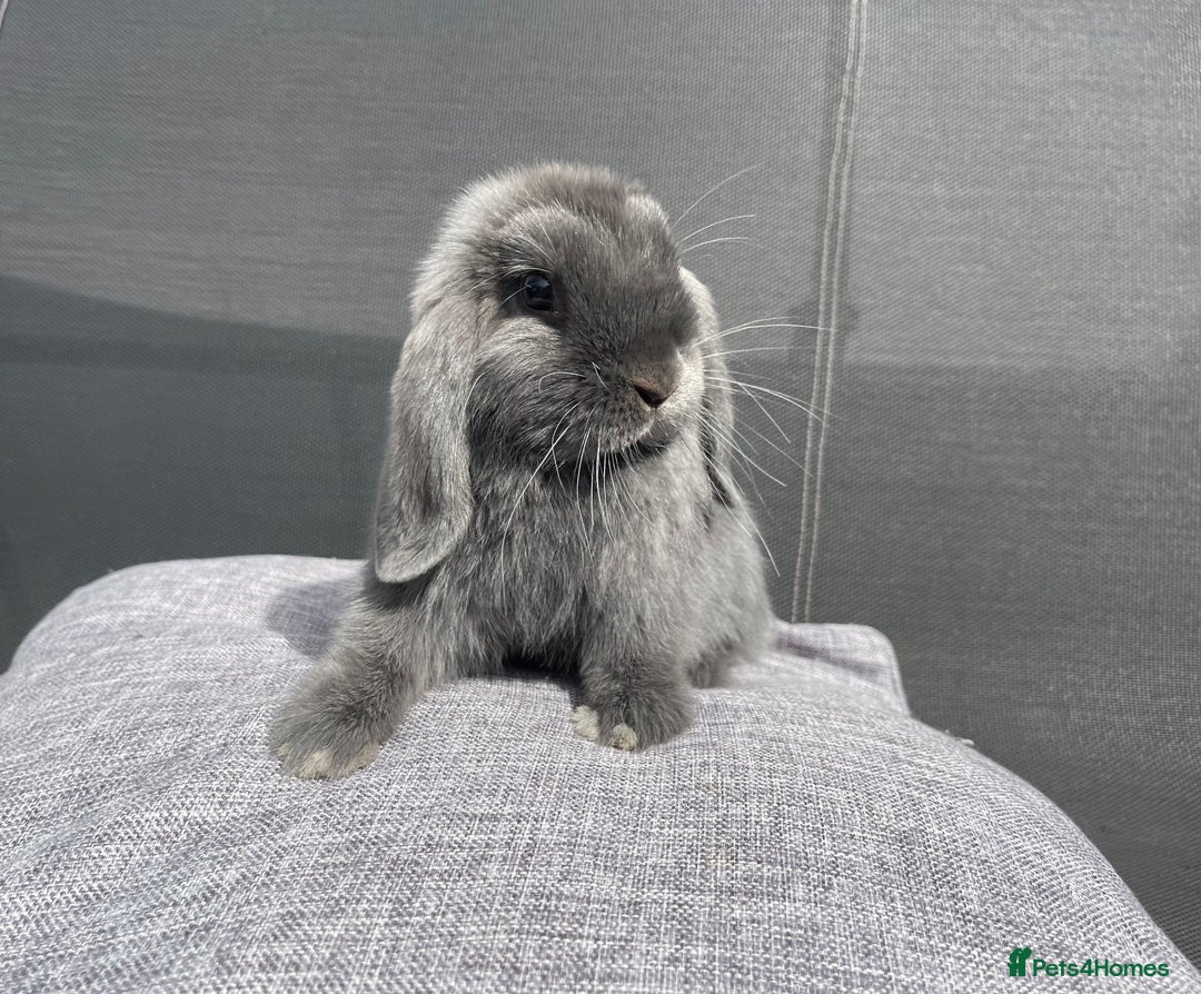 Mini Lop rabbits for sale: Mini Lops Ready to Leave Now! - Image 10